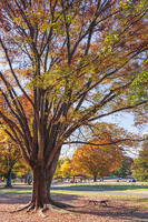 国営昭和記念公園 [KNO110023653]