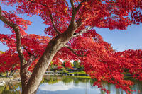 国営昭和記念公園の日本庭園 [KNO110023662]