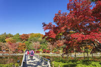 国営昭和記念公園の日本庭園 [KNO110023665]