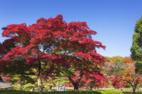 国営昭和記念公園の日本庭園 [KNO110023666]