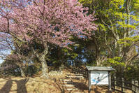 河津城の河津桜 [KNO110024302]