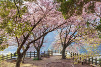 河津城の河津桜 [KNO110024303]