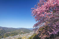 河津城の河津桜と河津桜並木 [KNO110024305]