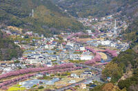 河津城より河津川沿いの河津桜並木 [KNO110024309]