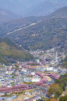 河津城より河津川沿いの河津桜並木 [KNO110024310]
