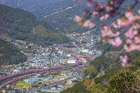 河津城より河津川沿いの河津桜並木 [KNO110024315]