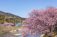 河津川沿いの河津桜並木 [KNO110024318]