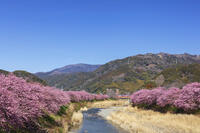 河津川沿いの河津桜並木 [KNO110024319]