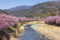 河津川沿いの河津桜並木 [KNO110024320]