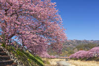 河津川沿いの河津桜並木 [KNO110024321]