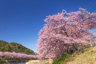 河津川沿いの河津桜並木 [KNO110024322]