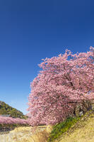 河津川沿いの河津桜並木 [KNO110024324]