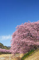 河津川沿いの河津桜並木 [KNO110024325]