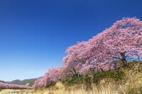 河津川沿いの河津桜並木 [KNO110024328]