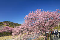 河津川沿いの河津桜並木 [KNO110024329]