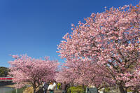 河津川沿いの河津桜並木 [KNO110024330]