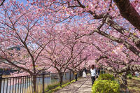 河津川沿いの河津桜並木 [KNO110024331]
