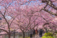 河津川沿いの河津桜並木 [KNO110024332]