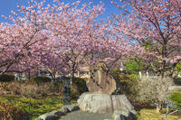 河津桜と中河幹子歌碑 [KNO110024333]