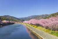 河津川沿いの河津桜並木 [KNO110024335]