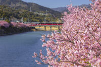 河津川沿いの河津桜並木 [KNO110024336]
