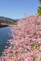河津川沿いの河津桜並木 [KNO110024338]