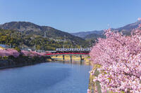 河津川沿いの河津桜並木と伊豆急行の電車 [KNO110024339]
