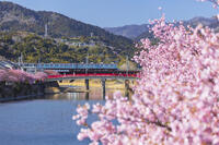 河津川沿いの河津桜並木と伊豆急行の電車 [KNO110024340]