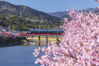 河津川沿いの河津桜並木と伊豆急行の電車 [KNO110024341]