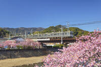 河津川沿いの河津桜並木と伊豆急行 [KNO110024351]