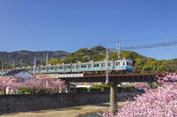河津川沿いの河津桜並木と伊豆急行 [KNO110024352]