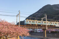 河津川沿いの河津桜並木と伊豆急行 [KNO110024353]