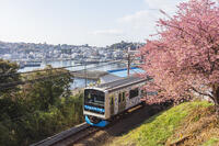 河津桜咲く稲取温泉と伊豆急行 [KNO110024390]