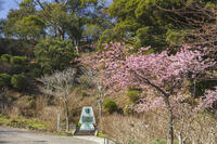 下田公園のカーター大統領来日記念碑と河津桜 [KNO110024394]