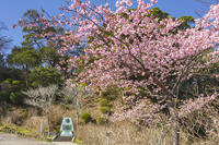 下田公園のカーター大統領来日記念碑と河津桜 [KNO110024395]