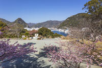 下田公園の河津桜 [KNO110024399]
