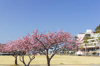 日ロ修好150周年記念式典記念植樹の河津桜 [KNO110024403]
