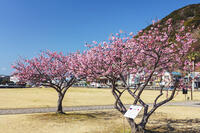 日ロ修好150周年記念式典記念植樹の河津桜 [KNO110024404]