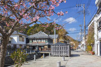 河津桜咲くペリーロード [KNO110024407]
