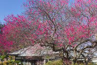 梅の花咲く了仙寺 [KNO110024411]