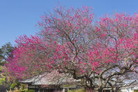 梅の花咲く了仙寺 [KNO110024412]