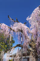 慈雲寺のイトザクラ [KNO110024707]