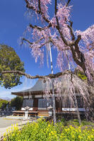 慈雲寺のイトザクラ [KNO110024711]