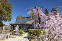慈雲寺のイトザクラ [KNO110024712]