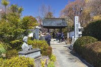 慈雲寺の山門と樋口一葉女史像 [KNO110024716]