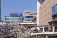 立川駅北口を通る多摩モノレールと桜 [KNO110024729]