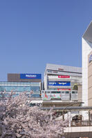 立川駅北口を通る多摩モノレールと桜 [KNO110024730]