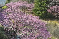 昭和記念公園の桜 [KNO110024731]