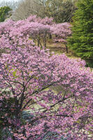 昭和記念公園の桜 [KNO110024732]