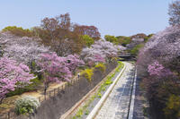 昭和記念公園の桜 [KNO110024733]